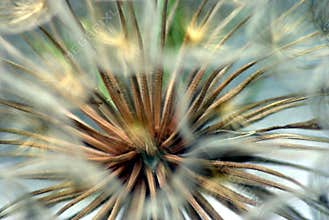 Giant Dandelion Seeds