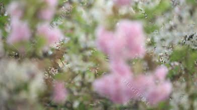 Blooming tree branches waving in the wind