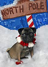 Christmas Pug