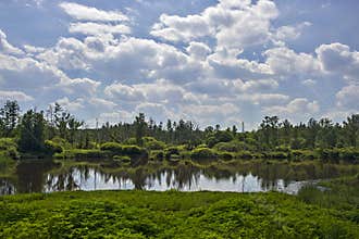 Peat-bog near Trebon