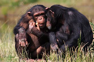 Chimpanzees eating a carrot