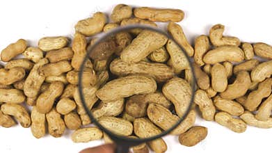 Magnifying glass increases the peanuts