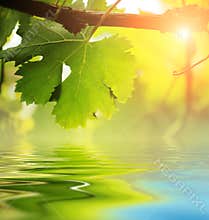Grapevine leaf over water