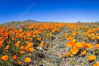 California Poppies -Eschscholzia californica