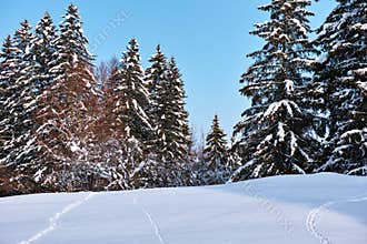 Traces in snowy field to fir trees winter magic
