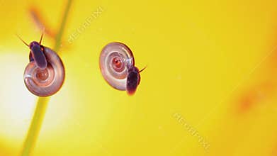 Aquatic snails eating alga in aquarium