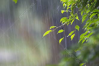 Heavy Rain