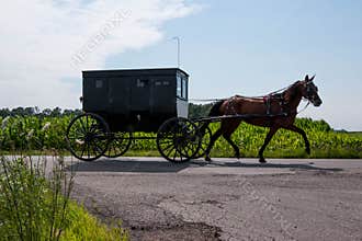 Amish Horse and Buggy