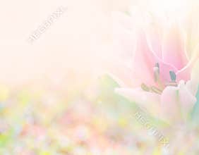 Abstract soft sweet pink flower background from Lily flowers