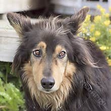 Mixed-breed dog