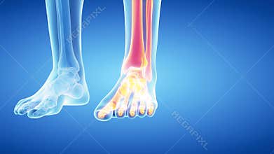 The skeletal leg and foot