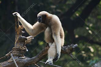 Hoolock or Whitebrowed Gibbon