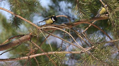 Great Tits (Parus major) are jumping on pine branches and chirp