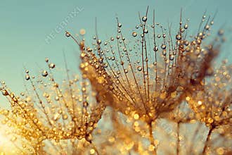 Dewy dandelion flower at sunrise
