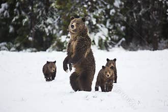 Grizzly Bear