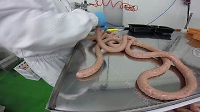 Butcher Making Fresh Sausages