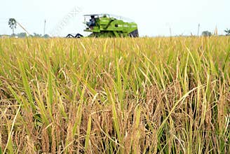 HARVESTER AND PADDY FIELD CROPS