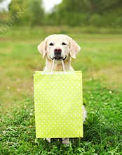 Beautiful Golden Retriever dog holding green shopping bag in teeth on grass in summer