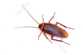 Dead cockroach