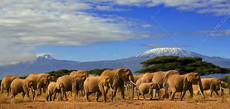 Kilimanjaro Elephants