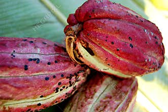 Cacao fruit