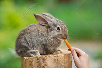 Cute Baby Rabbit. Feeding animal