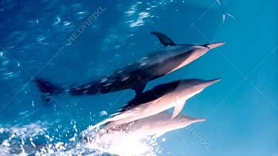 Whild common dolphins