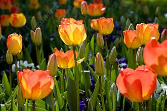 Spring tulip garden