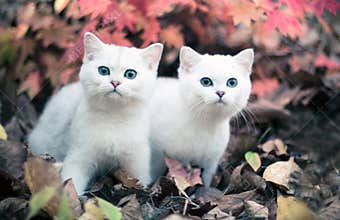 Autumn & kittens