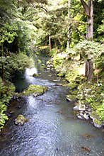 Whangarei Falls and Scenic Reserve