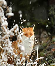 Fox in winter