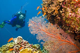 Female scuba diver viewing gorgonian sea fan