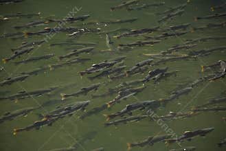 Salmons in Ketchikan Creek River