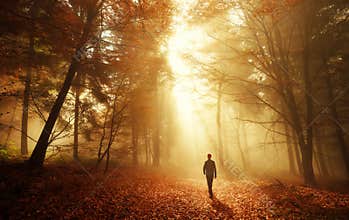 A Walk in breathtaking light in the autumn forest