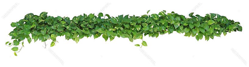 Heart shaped leaves vine, devil's ivy, golden pothos, isolated o