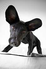 Eared Dog