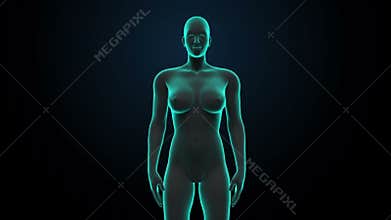 Scanning body. Rotating Human Female lungs, Pulmonary Diagnostics.