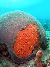 Red Boring Sponge and Brain Coral