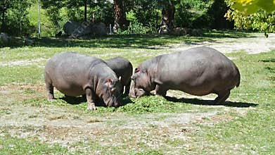 Hippopotamus eating grass zoo safari