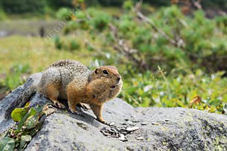 Arctic ground squirrel eating seeds on rock. Kamchatka.