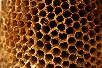 Wasp Nest