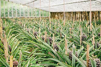 Inside pineapple greenhouse at plantation
