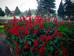 Sweet Red Flowers Of Scarlet Sage Or Salvia Splendens