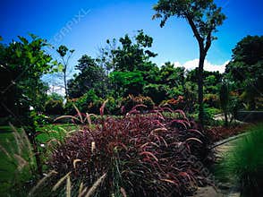 Red Crimson Fountain Grass Or Pennisetum Setaceum In The Garden
