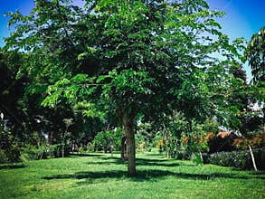 Garden Landscape With Fresh Leaves Of The Trees On A Sunny Day