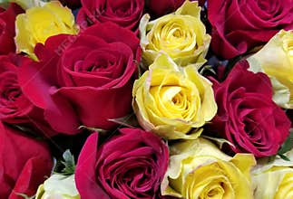 Spring Bloom Series - Roses Roses and more Roses