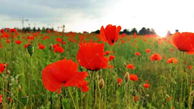 Field of poppies moved by gentle wind with strong sunlight in the background. Spring background