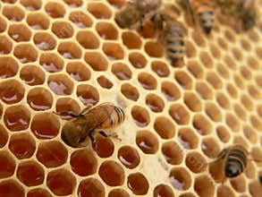 Working bees
