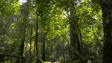 Scenery of fertile tropical forest under sunlight during summer. Wonderful abundance of lush foliage woodland.