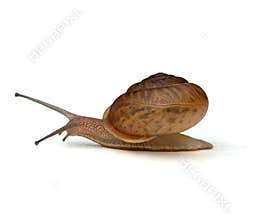 Snail